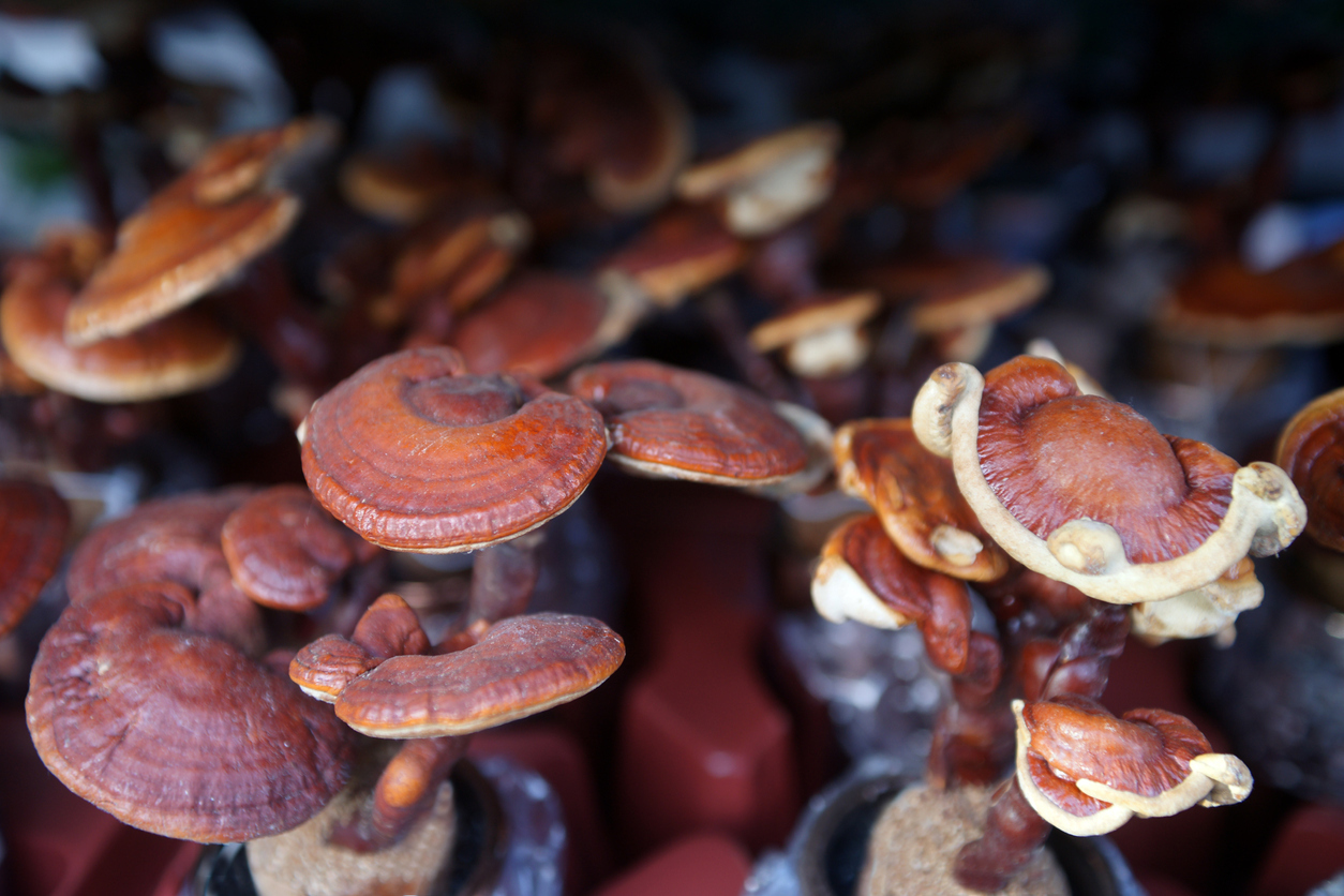 Heilpilz Reishi &#8211; die wichtigsten Wirkstoffe im Überblick