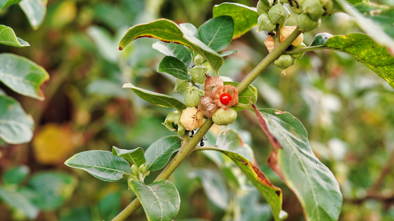 Ashwagandha: Alles was du über diese Heilpflanze wissen musst