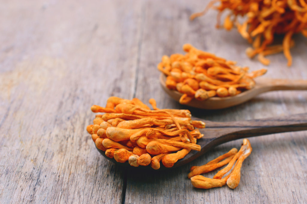 Cordyceps Heilpilz