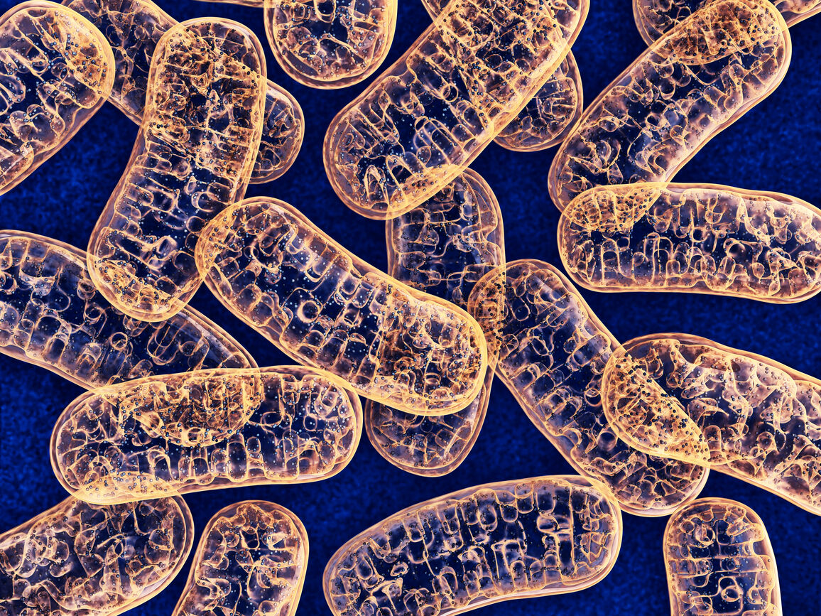 3D Illustration von den Mitochondrien - Kraftwerke der Zelle im menschlichen K&ouml;rper